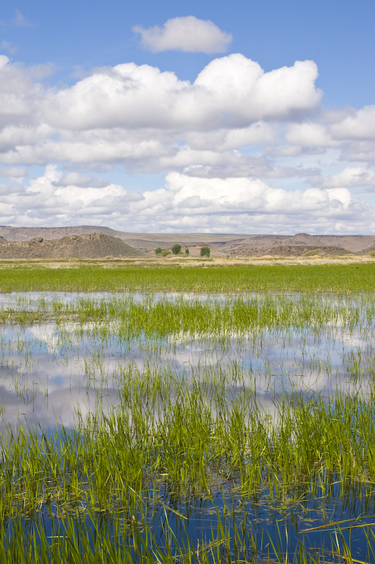 Clouds Reflected In Wetland